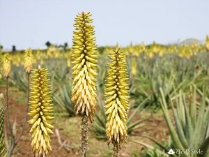 皆が知っているアロエ でも花は見たことないのでは 沖縄 宮古島style